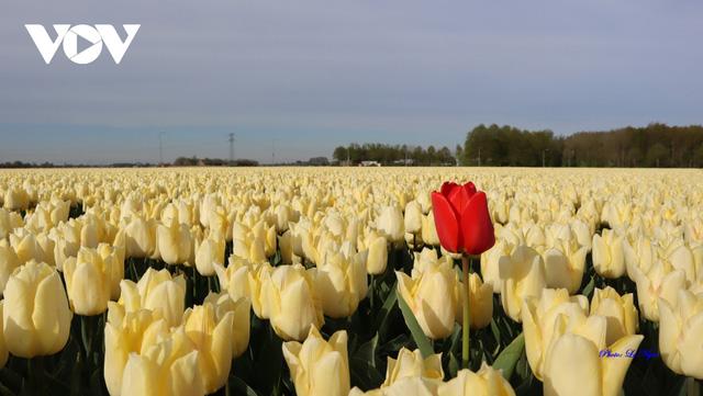 Đẹp ngỡ ngàng những cánh đồng tulip ở Hà Lan - Ảnh 15.