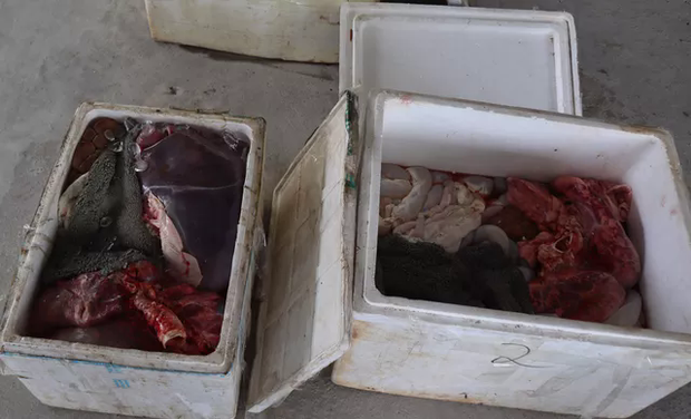 Hơn 1 tạ nội tạng động vật bốc mùi hôi thối suýt bị tuồn ra thị trường tiêu thụ - Ảnh 1. Hơn 1 tạ nội tạng động vật bốc mùi hôi thối suýt bị tuồn ra thị trường tiêu thụ - Ảnh 1.