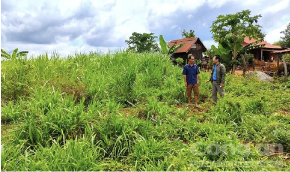 Dinh vao tin dung den,  dan ngheo phai gan ca trau bo,  nha tinh thuong anh 3