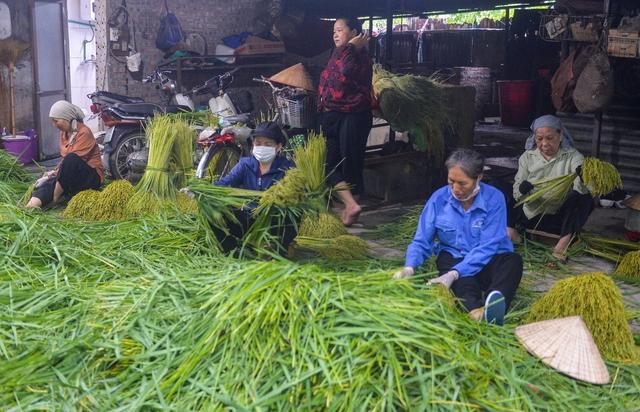 Hà Nội: Làng cốm Mễ Trì tất bật vào vụ lớn nhất trong năm - Ảnh 1.