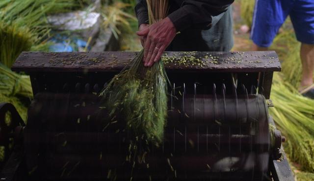 Hà Nội: Làng cốm Mễ Trì tất bật vào vụ lớn nhất trong năm - Ảnh 8.