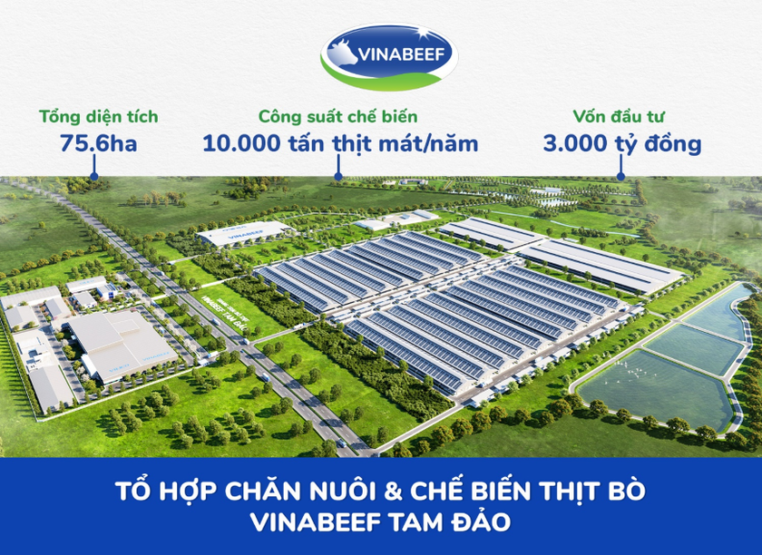 Doanh nghiệp Việt Nam - Nhật Bản bắt tay xây dựng thương hiệu bò Tam Đảo ảnh 1