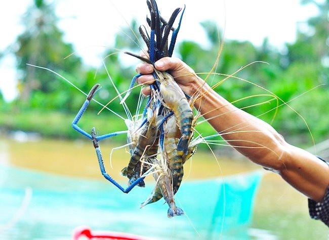 Phó Giám đốc C.P Việt Nam: Tôm Bến Tre có một đặc điểm "chưa nước nào làm được", có thể làm thương hiệu như thịt bò Kobe Nhật Bản - Ảnh 1.