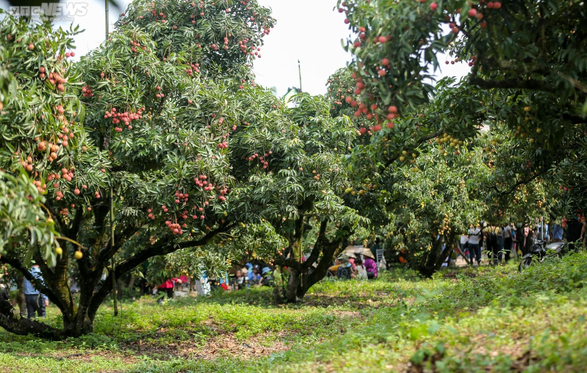 Độc đáo show thời trang chủ đề tôn vinh vải thiều Bắc Giang - Ảnh 2.