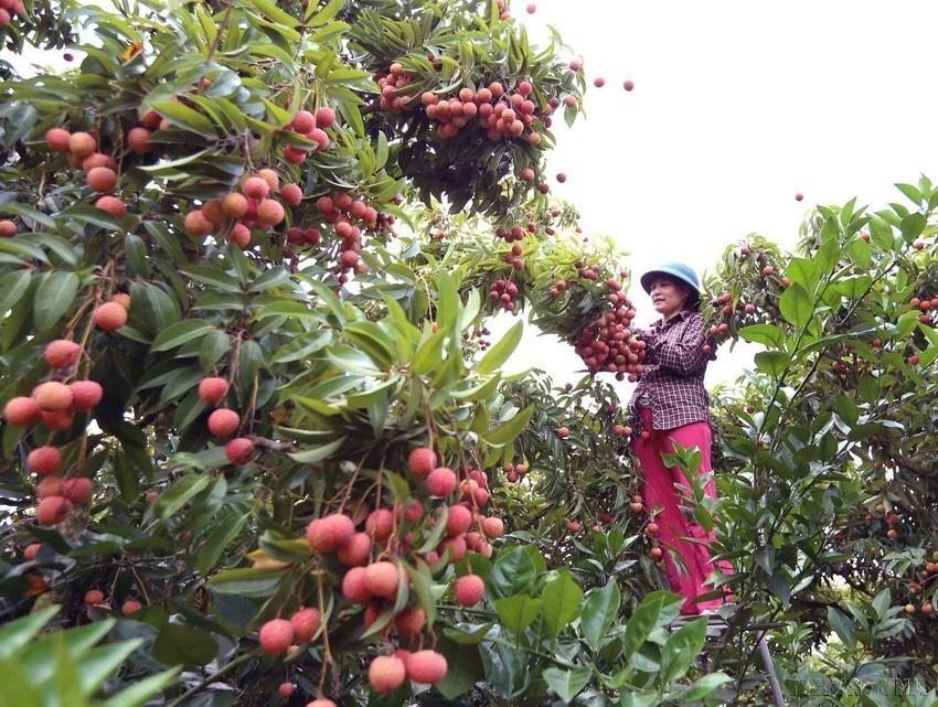 Nửa triệu đồng cho tour du lịch hái vải đêm tại Bắc Giang - Ảnh 1.