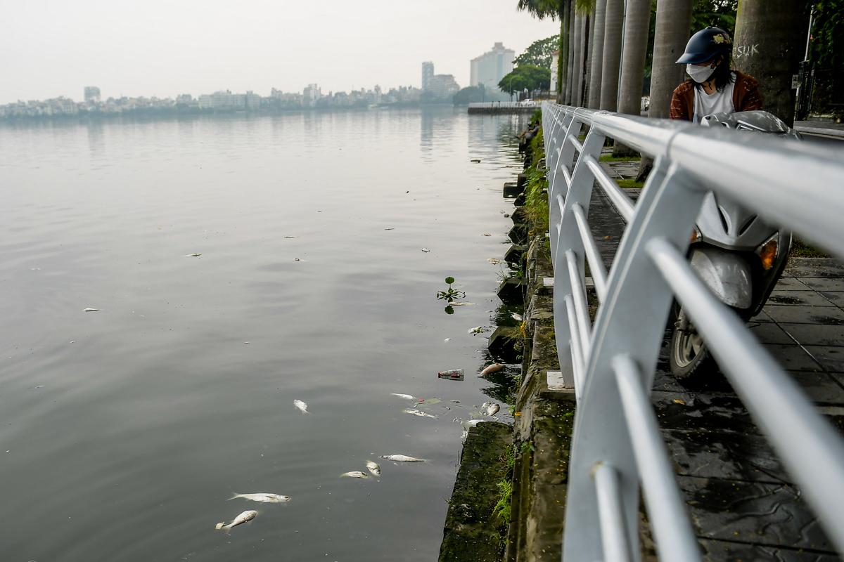 Dân sinh - Hà Nội: Cá chết hàng loạt, bốc mùi hôi thối nồng nặng trên Hồ Tây (Hình 4).