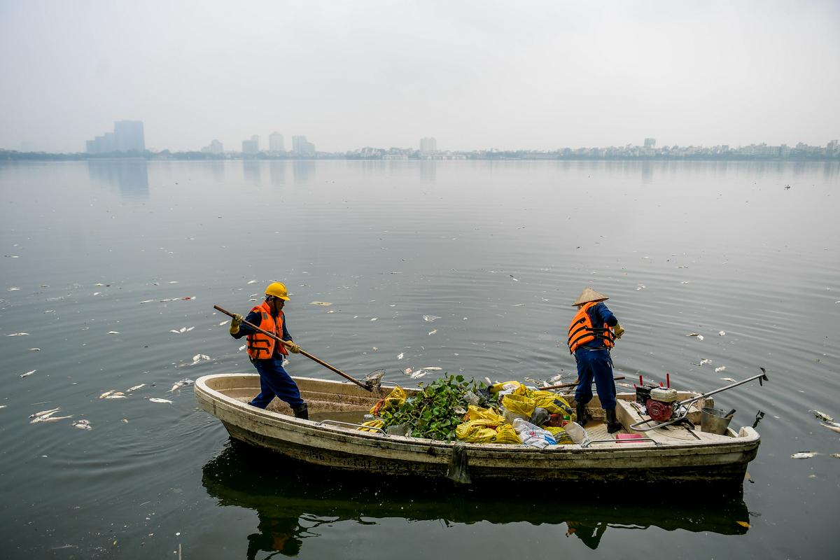 Dân sinh - Hà Nội: Cá chết hàng loạt, bốc mùi hôi thối nồng nặng trên Hồ Tây (Hình 6).