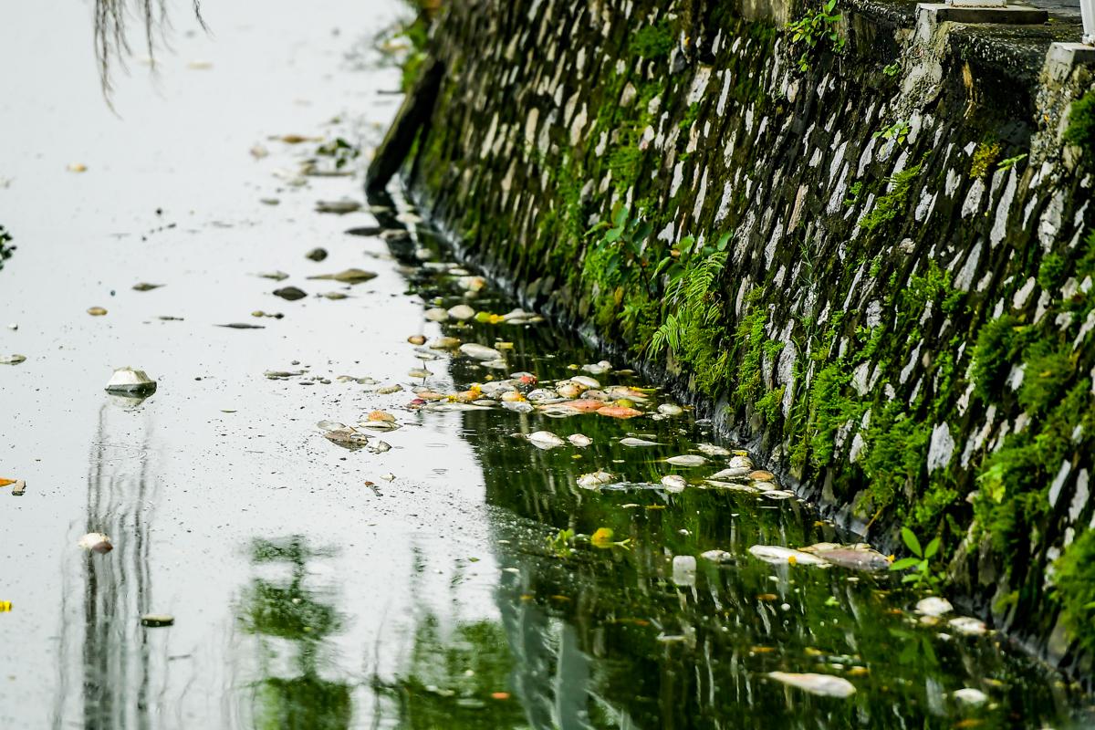 Dân sinh - Hà Nội: Cá chết hàng loạt, bốc mùi hôi thối nồng nặng trên Hồ Tây (Hình 2).