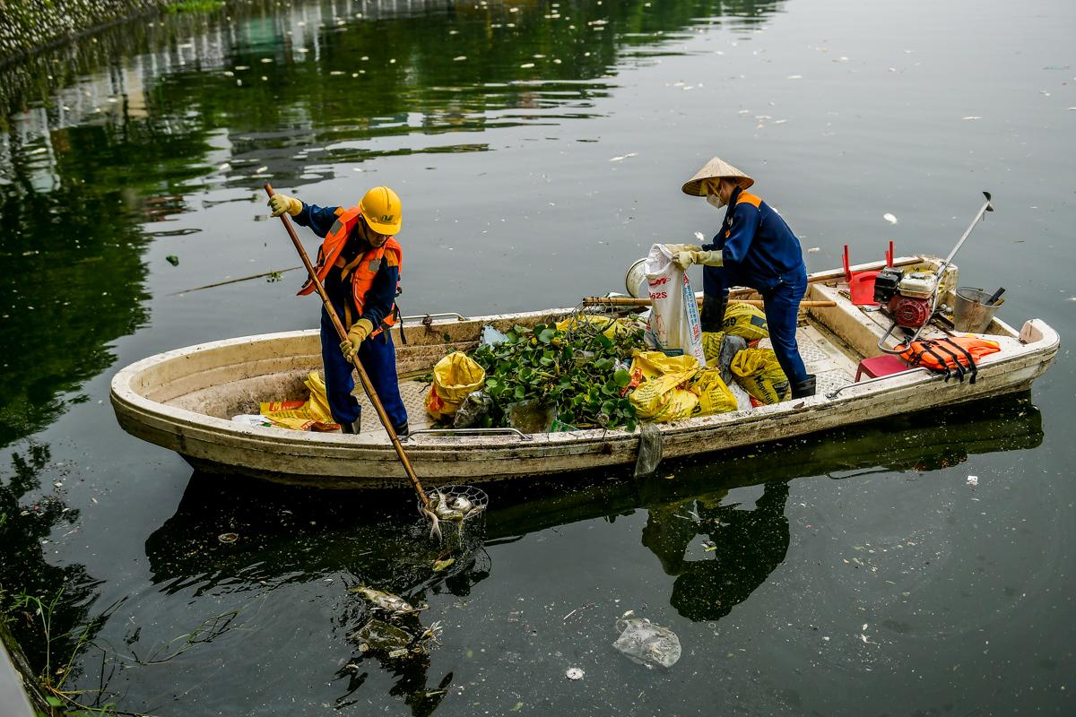 Dân sinh - Hà Nội: Cá chết hàng loạt, bốc mùi hôi thối nồng nặng trên Hồ Tây (Hình 11).