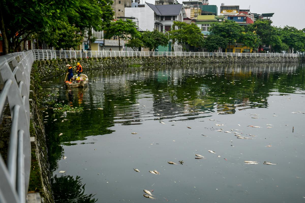 Dân sinh - Hà Nội: Cá chết hàng loạt, bốc mùi hôi thối nồng nặng trên Hồ Tây (Hình 12).