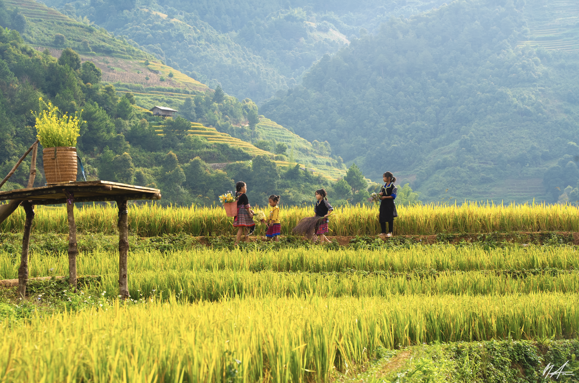 Du khách nườm nượp đổ về Mù Cang Chải 'check-in' mùa lúa chín - Ảnh 11.