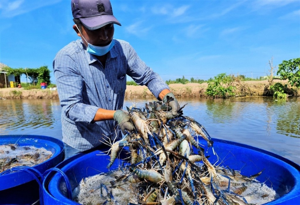 Bạc Liêu - trung tâm ngành công nghiệp tôm cả nước