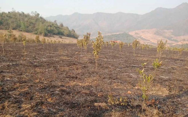 Công an điều tra nguyên nhân vụ cháy 3,2ha cây mắc ca tại Điện Biên