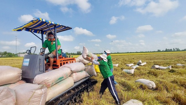 Doanh nghiệp xuất khẩu gạo trúng thầu nhiều lô hàng lớn vẫn… thua lỗ- Ảnh 1.