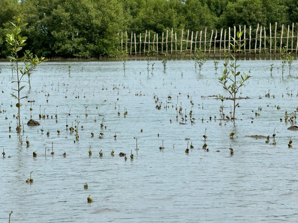 Thiên nhiên tái sinh kì diệu nơi cánh rừng Net Zero Đất Mũi