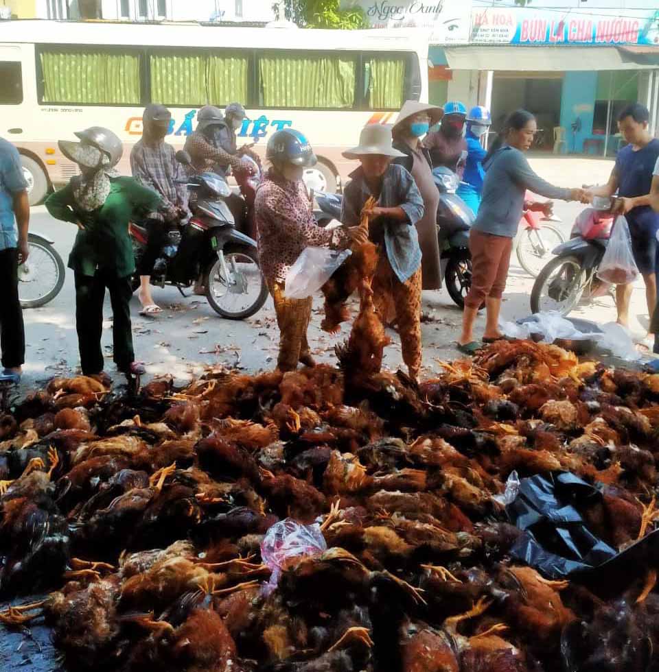 Người dân TP Vinh chung tay mua gà hỗ trợ gia đình chủ trang trại. Ảnh: Hải Đăng