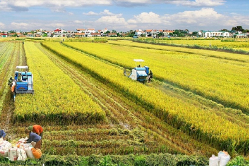 Chính phủ đặc biệt quan tâm tới Đề án 1 triệu ha lúa chất lượng cao, phát thải thấp vùng Đồng bằng sông Cửu Long.