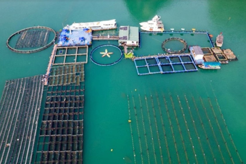 Mô hình nuôi biển thân thiện kết hợp du lịch sinh thái của SPT (Quảng Ninh) được dự báo là đơn vị đầu tiên nhận tín chỉ carbon trên vùng biển.