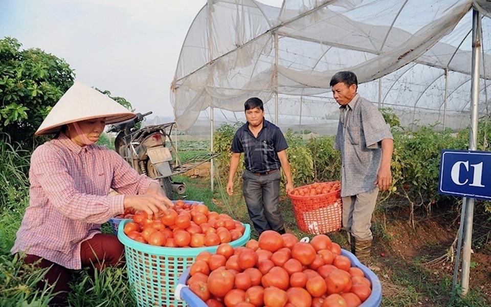 Hiệu quả hoạt động của các hợp tác xã nông nghiệp ngày càng nâng cao