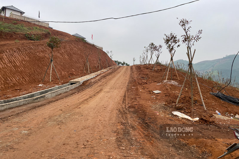 Những hàng cây được trồng trên các lối đi lẫn vào nhà dân. Ảnh: Đinh Đại