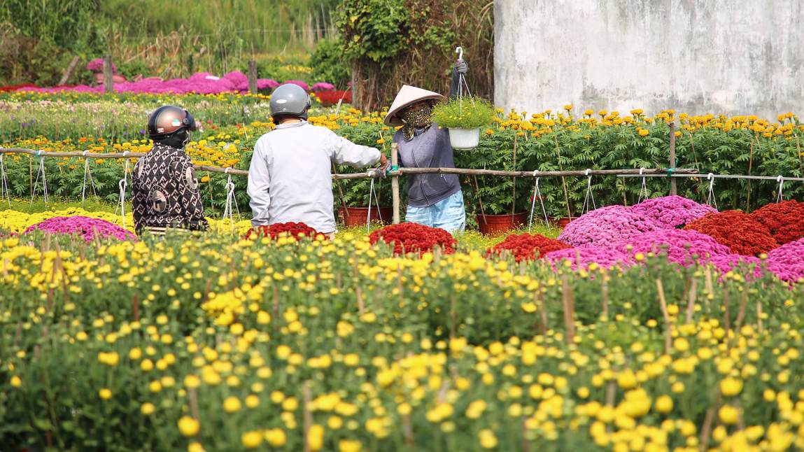 Theo Phòng Kinh tế - Hạ tầng quận Bình Thuỷ (TP Cần Thơ), diện tích làng hoa Phó Thọ - Bà Bộ năm nay ước tính khoảng 18ha. Hơn 30 hộ trồng hoa, với sản lượng khoảng 188.600 giỏ.