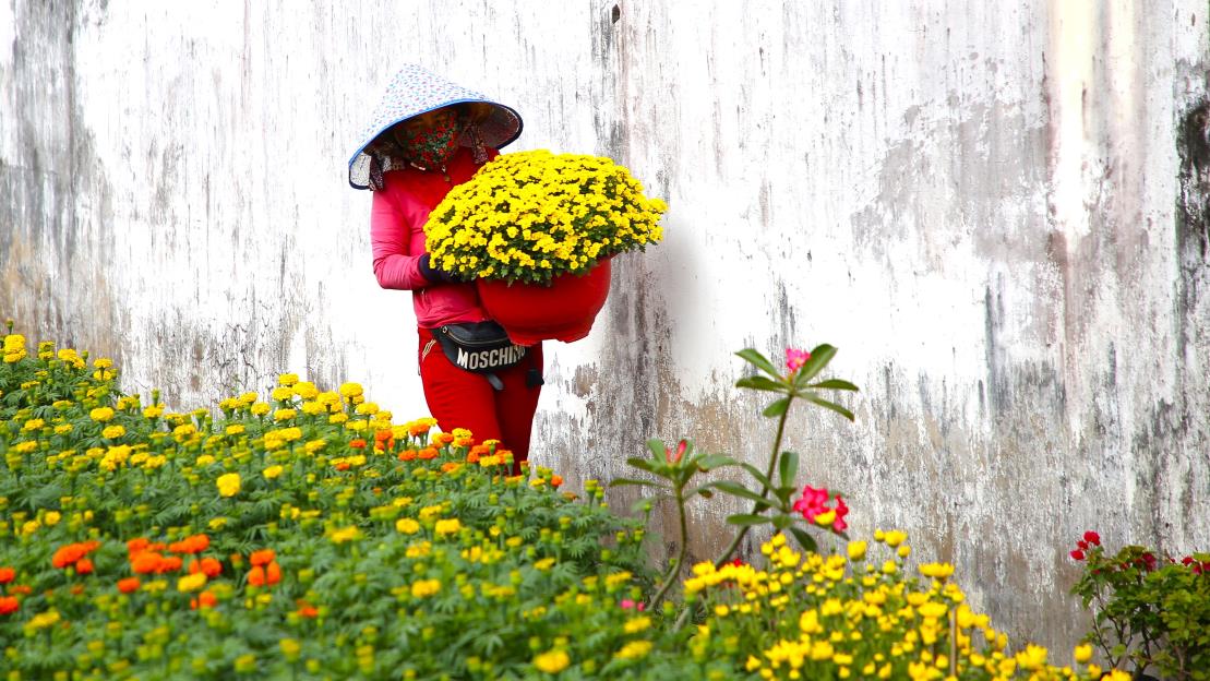 Từ đầu vụ đến nay, thời tiết thất thường và mưa bất ngờ gây thiệt hại khoảng 5-7% cho hoa, khiến cây bị sâu bệnh, úng, vàng lá, nở sớm hoặc chậm.