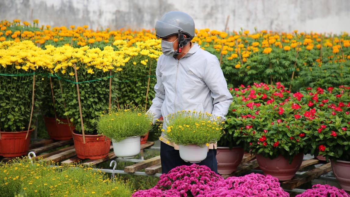 Các nhà vườn liên tục cập nhật và thử nghiệm giống hoa mới để đa dạng chủng loại và thu hút khách hàng.