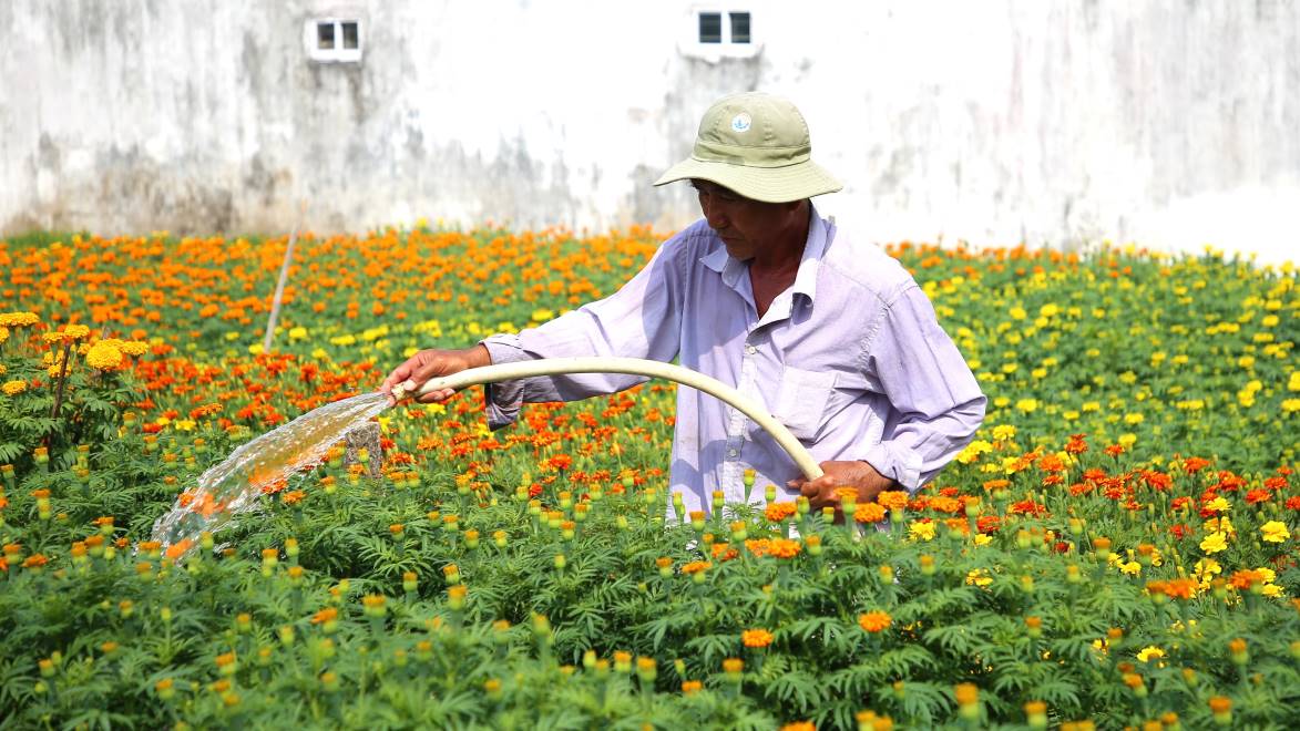 Những ngày cận Tết Nguyên đán, người dân tất bật chăm sóc những bông hoa, hy vọng chúng khoe sắc rực rỡ đón xuân về.