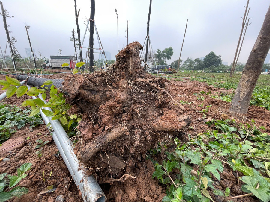 Cần kiểm tra lại chất lượng công trình và các hạng mục cây xanh. z6339823363696-36785679fb24179103eb3b858b83cec8.jpg