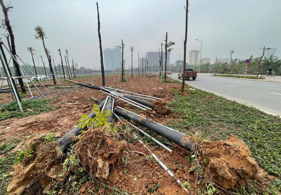 Cây chết được nhổ bỏ. z6339823394280-ff59148a92a74bb7493b23b551558b2c.jpg