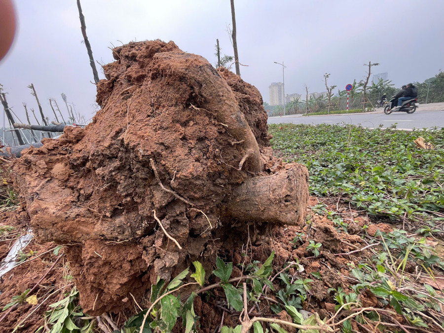 Cây không có dấu hiệu của việc bén rễ. z6339823382552-95fe2dea26ee585710774a2759ce43b6.jpg