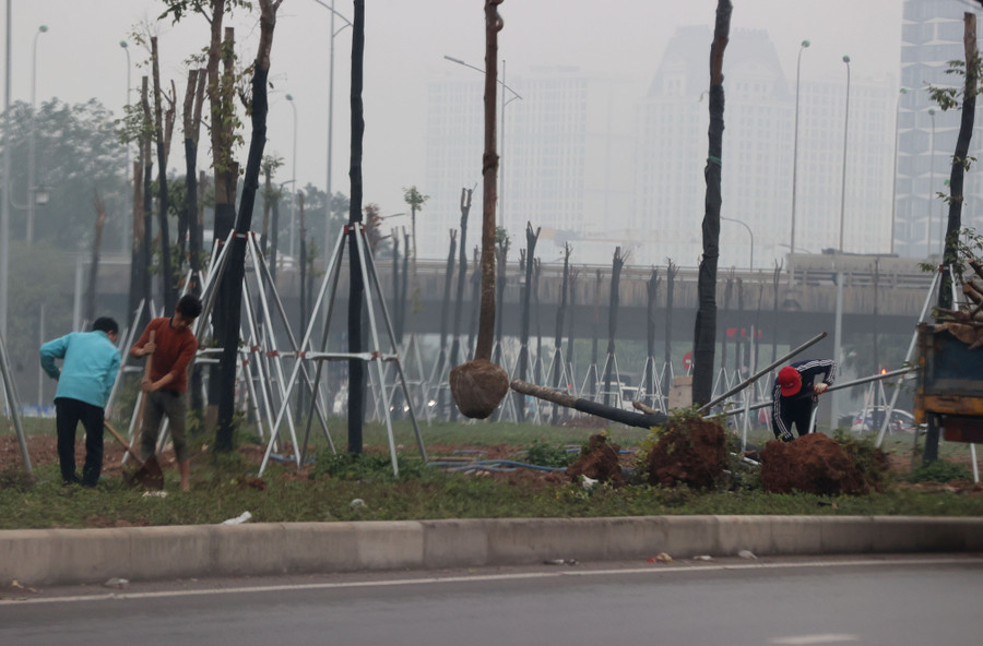 Nhiều cây xanh bị nhổ bỏ. cay-kho.jpg