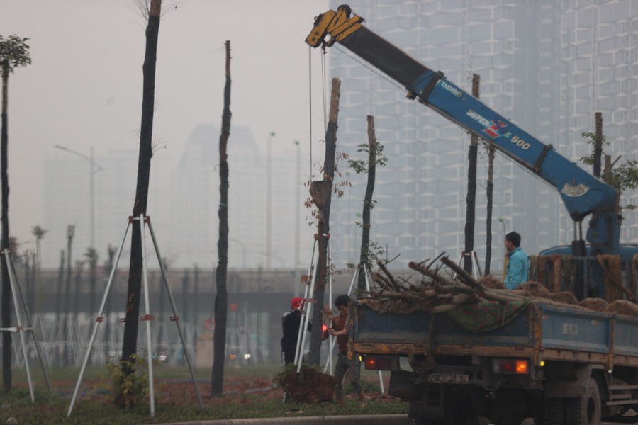 Sử dụng xe cẩu để nhổ và vận chuyển cây chết. ntnn7067.jpg