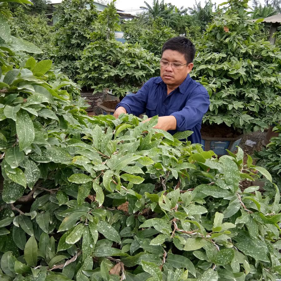 Người dân trồng mai ở TP Thủ Đức để vươn lên thoát nghèo. img-20180822-090918.jpg