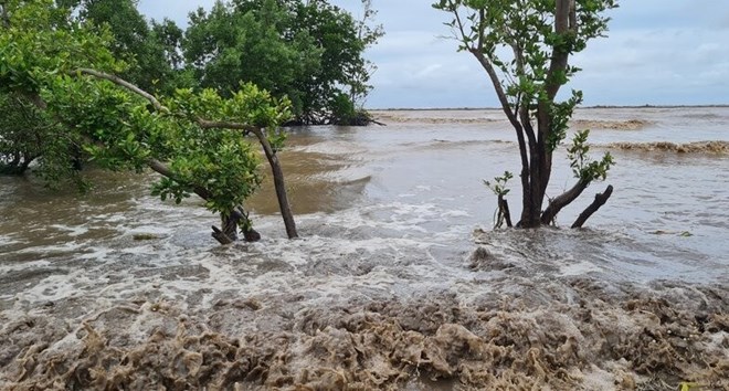 Chuyển hơn 21ha rừng sản xuất tại Cà Mau sang mục đích khác