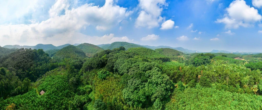 Rừng già Ba Hố với những