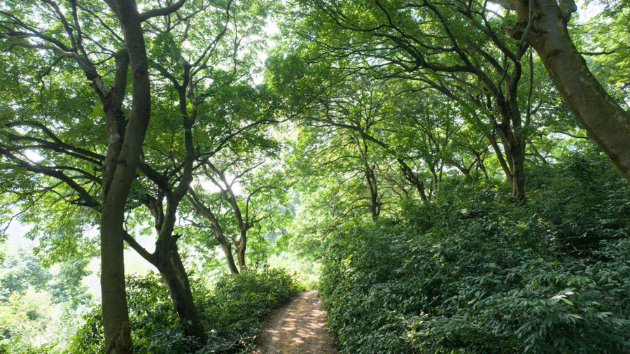 Đường vào rừng lim cổ thụ Ba Hố. 1000029601.jpg