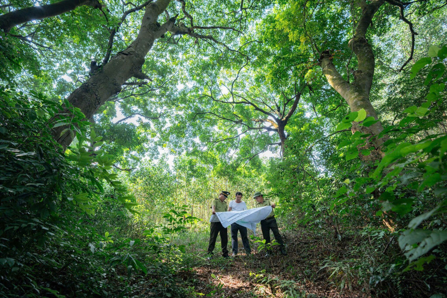 Người dân địa phương coi rừng lim như báu vật. 1000029597.jpg