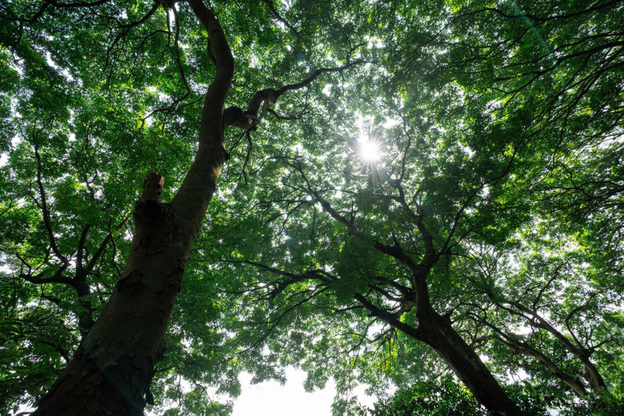 Những cây lim cổ thụ sừng sững giữa rừng già. 1000029600.jpg