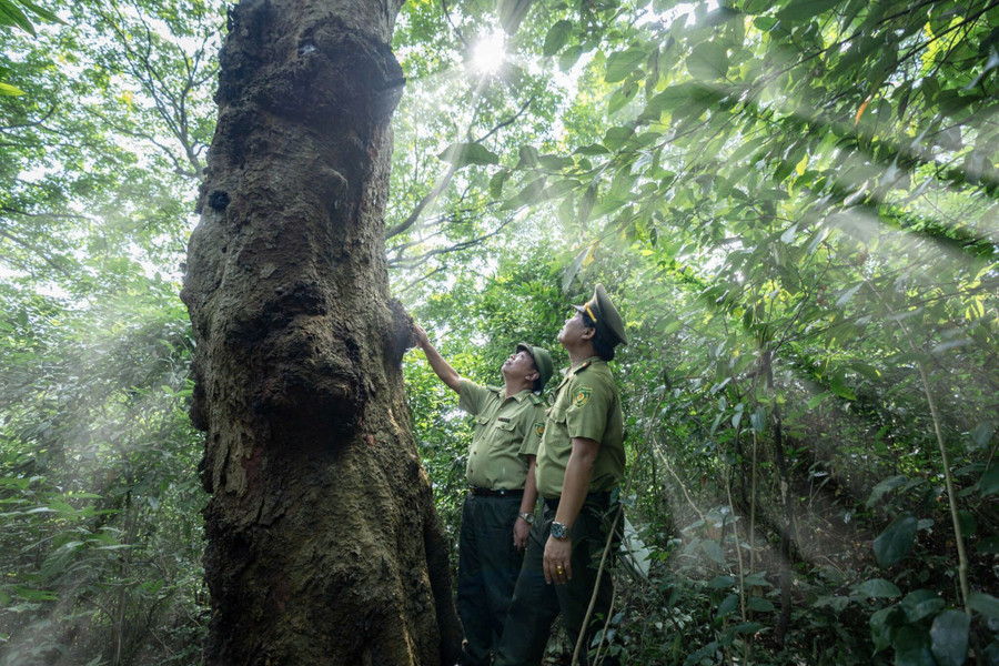 Rừng Ba Hố nơi có quần thể lim xanh cổ thụ giữa rừng già. 1000029599.jpg