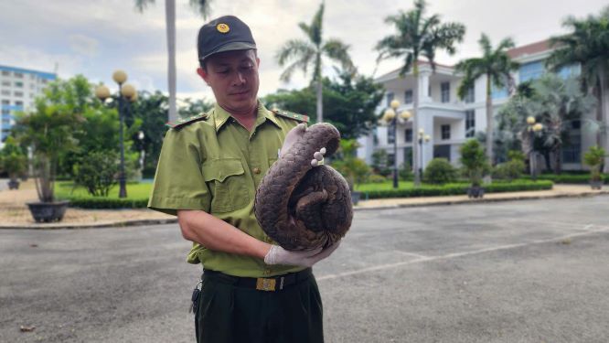 Một cá thể động vật hoang dã quý hiếm được cán bộ kiểm lâm tiếp nhận. Ảnh: Hoàng Khải