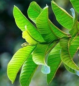 Lợi ích từ uống nước lá ổi trước bữa sáng