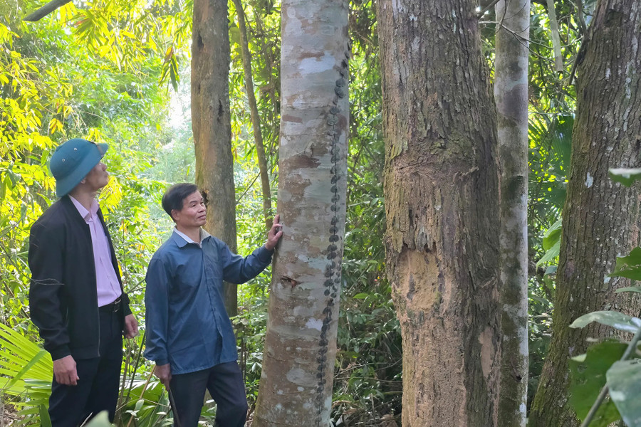 Nhờ được bảo vệ, rừng Pù Hốc ngày càng xanh tươi, phát triển. nghe-an-hieu-qua-tu-huong-uoc-bao-ve-rung-2.jpg