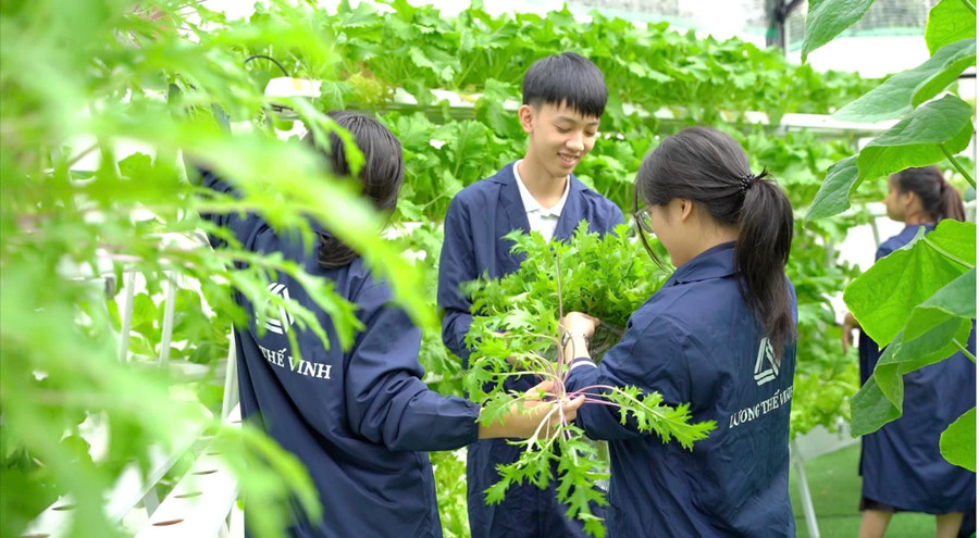 Học sinh Trường Lương Thế Vinh tham gia thu hoạch tại vườn rau xanh của trường. ltv-3.jpg