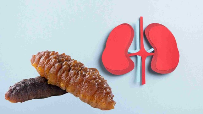 Hải sâm giúp tăng cường chức năng thận ra sao