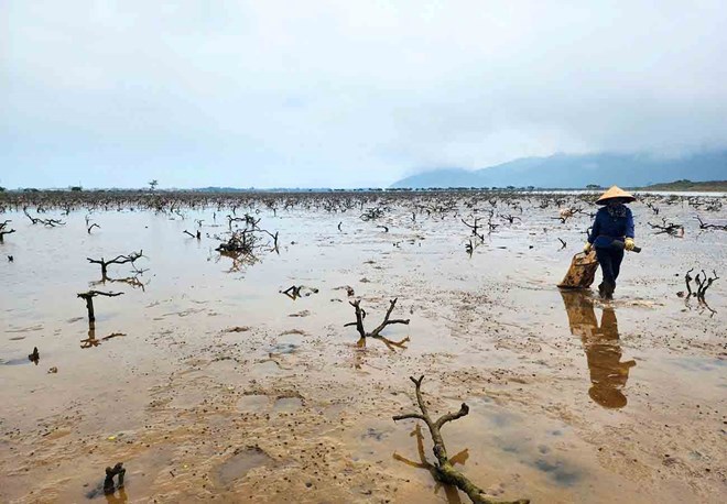 Loay hoay với hàng chục hecta rừng ngập mặn chết rụi