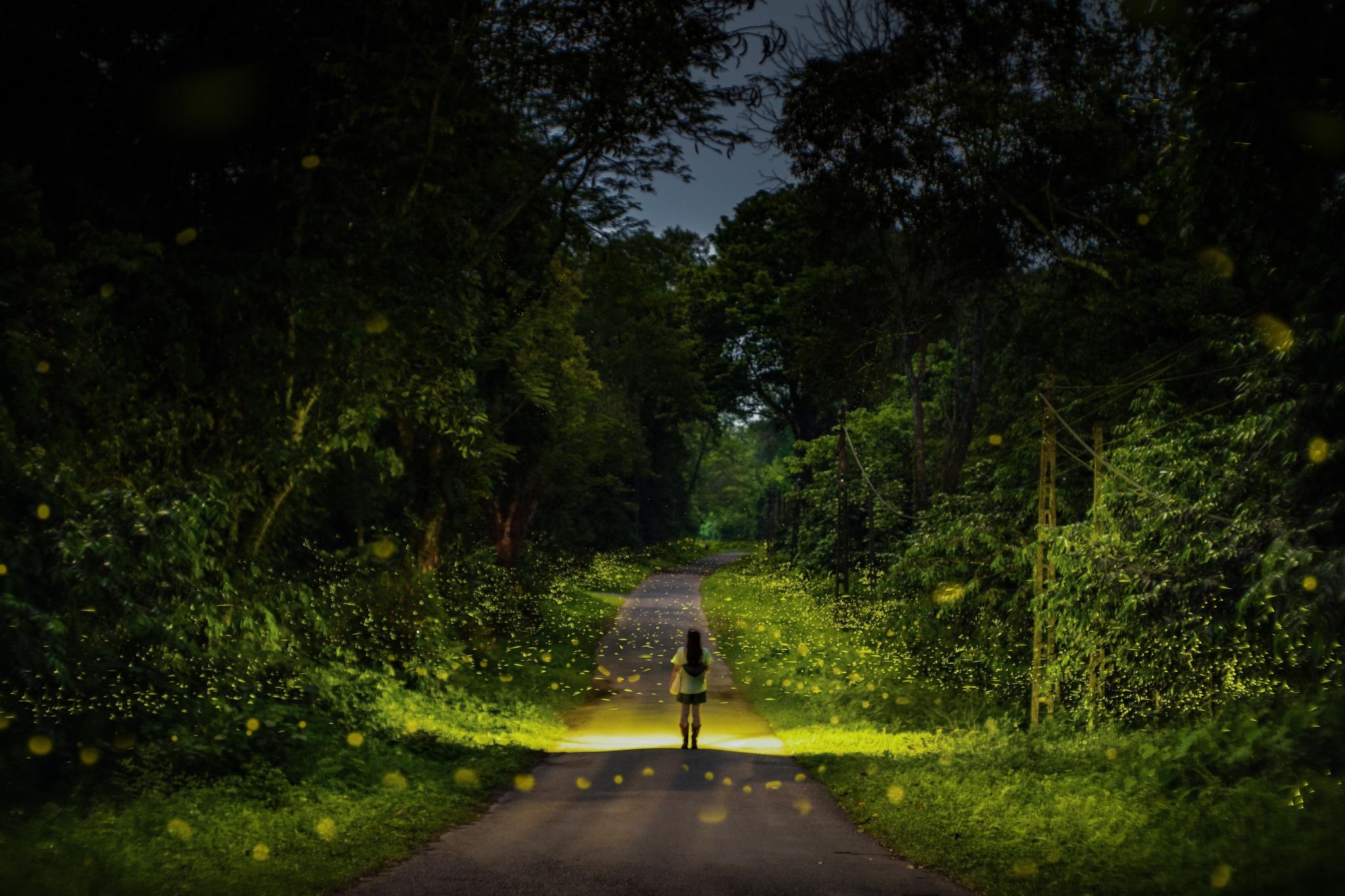 Anh Nhật gợi ý, nên đi vào ngày trong tuần để tránh đông khách, canh vào hôm nắng đẹp, không mưa, không gió vì nếu trời âm u hay trăng sáng quá sẽ ít đom đóm hơn. Địa điểm dễ bắt gặp đom đóm nhất là khu Hồ Mạc, đường vào động Người Xưa và mấy lối mòn gần trung tâm rừng. Ảnh: Nguyễn Hồng Nhật