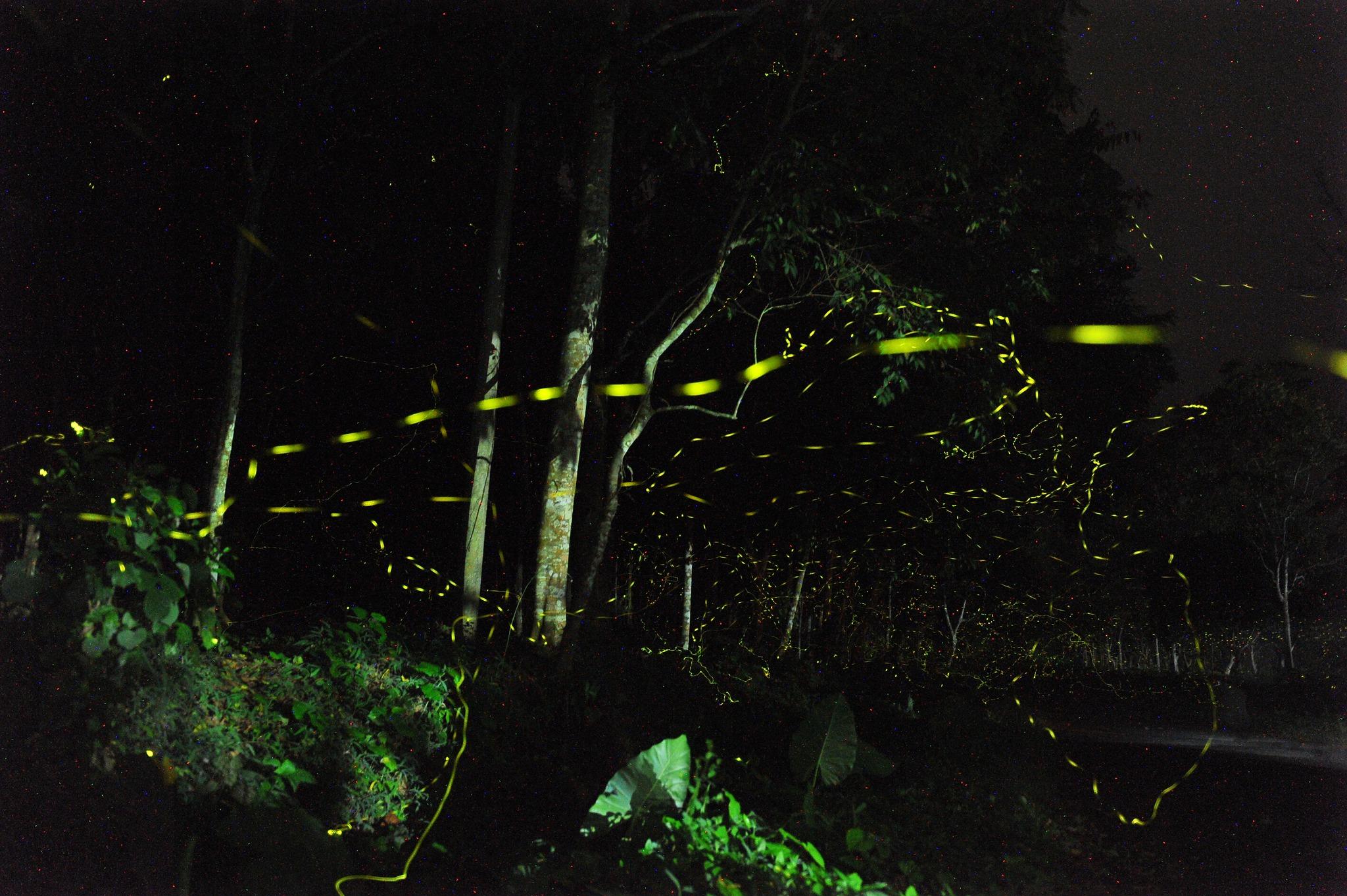 Từ đầu tháng 4, Vườn quốc gia Cúc Phương mở tour đêm cho du khách trải nghiệm ngắm đom đóm và quan sát động vật hoang dã. Tour diễn ra hàng ngày và bắt đầu từ 19h, chia làm nhiều khung giờ khác nhau. Ảnh: Vườn quốc gia Cúc Phương