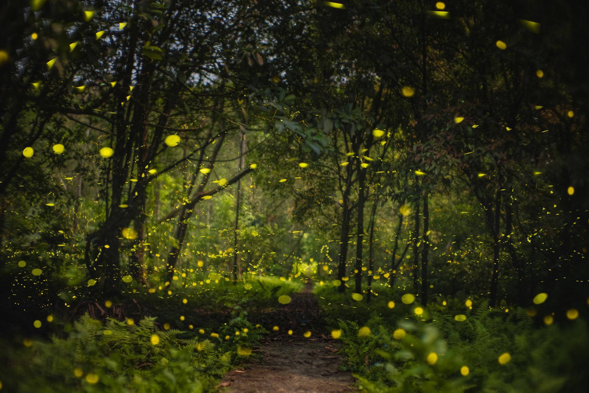 Mùa đom đóm ở rừng Cúc Phương kéo dài từ tháng 4 đến tháng 6. Khung giờ đẹp nhất để ngắm đom đóm là 19h đến 21h. Trước đó trời còn sáng, sau đó đêm tối hơn thì đom đóm bay ít hẳn. Ảnh: Nguyễn Hồng Nhật