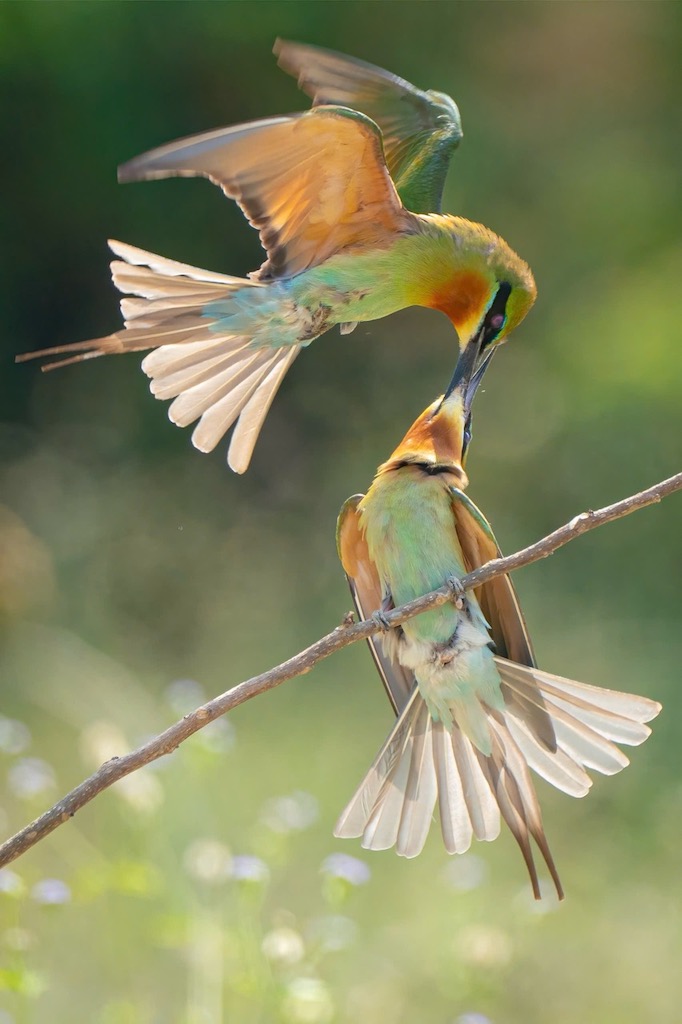 Đây là một trong những loài chim rực rỡ và quyến rũ bậc nhất, thu hút không chỉ bạn đời mà còn cả những ống kính đam mê nhiếp ảnh thiên nhiên.